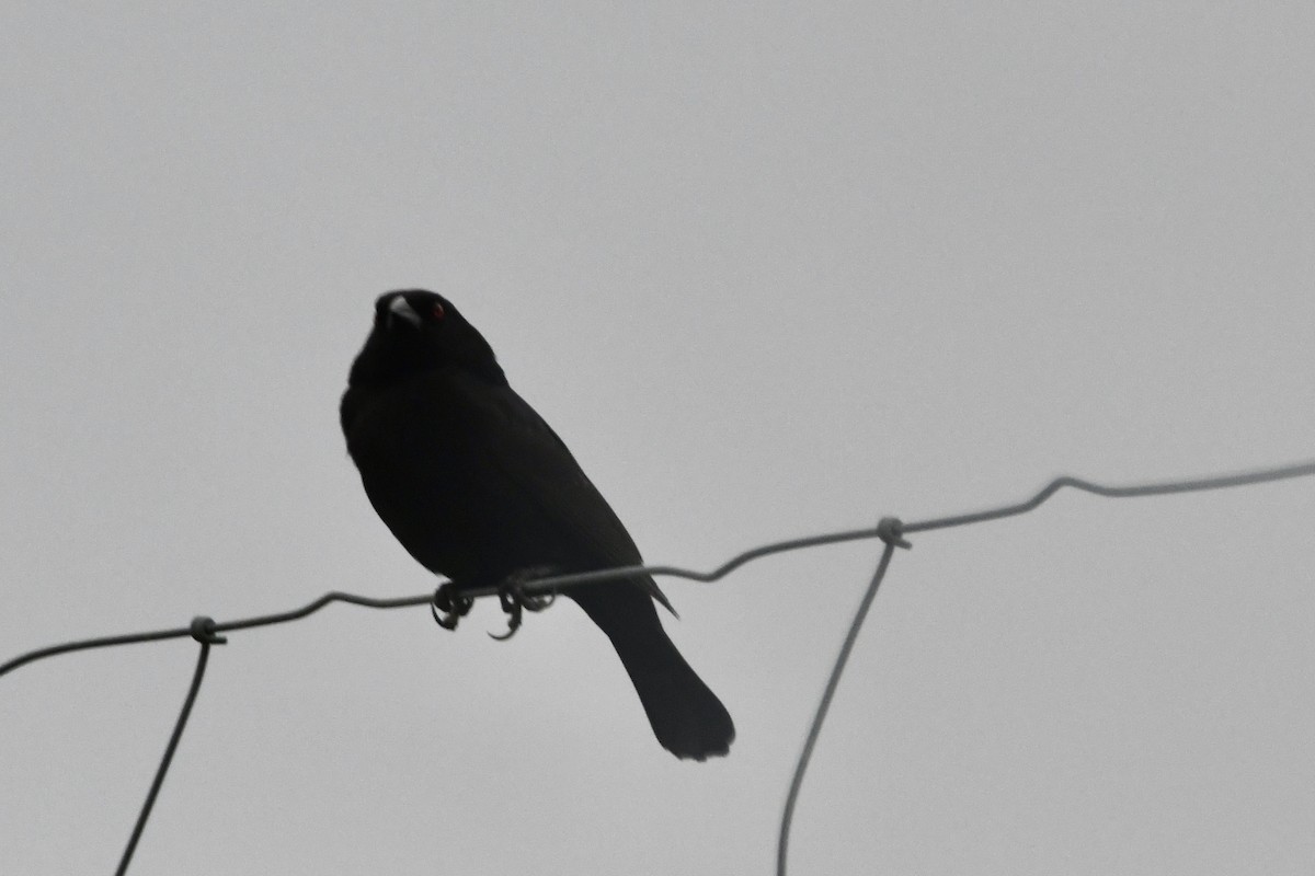 Bronzed Cowbird - Don Casey