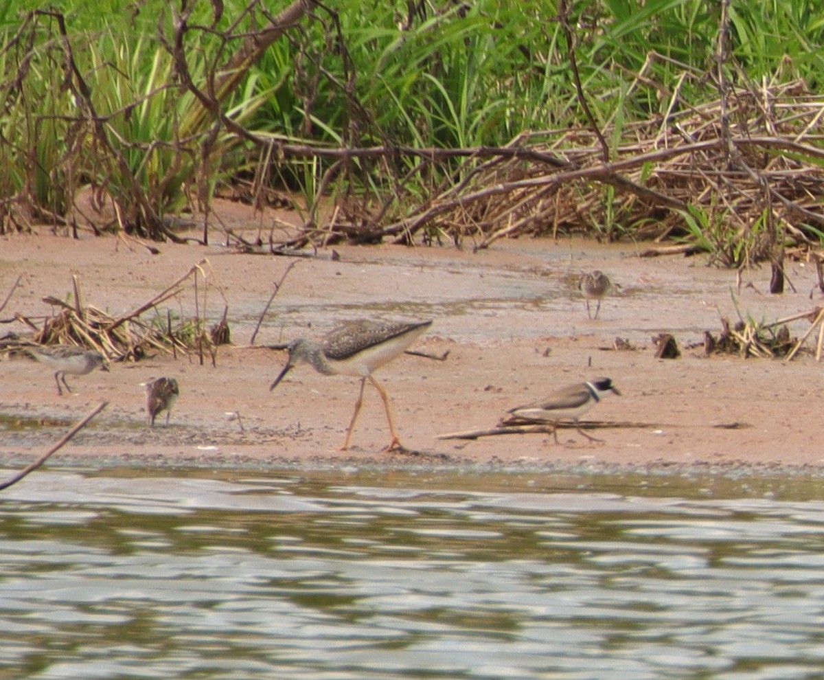 Lesser Yellowlegs - ML571992341