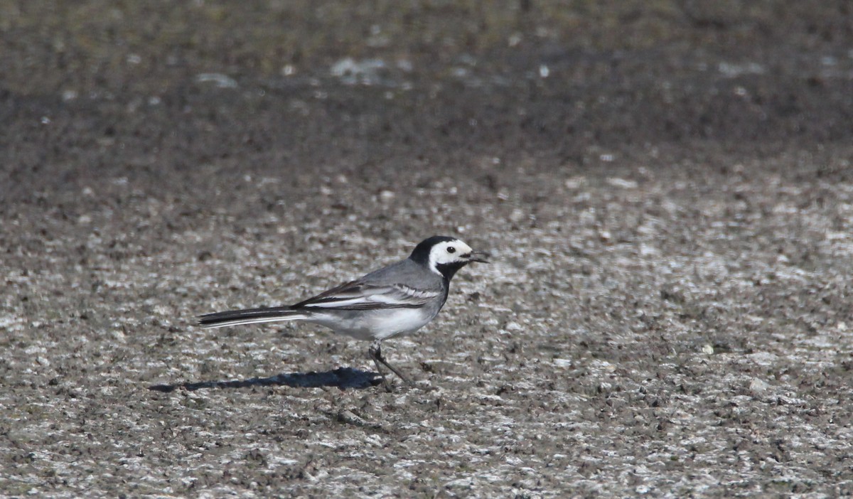 White Wagtail - ML571992511