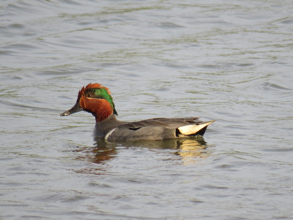 Green-winged Teal - ML571992911