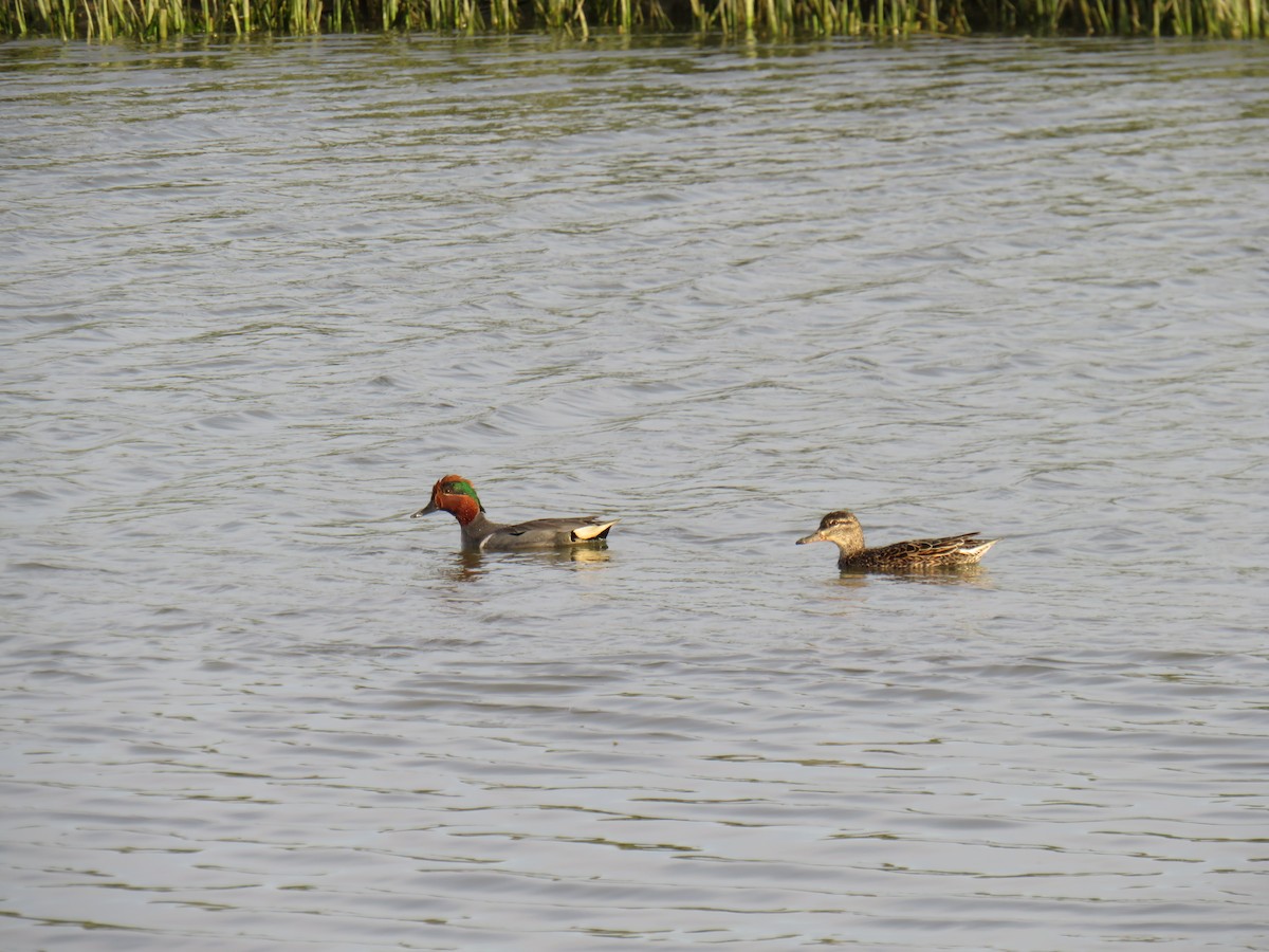 Green-winged Teal - ML571993111