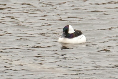 Bufflehead - ML57199381