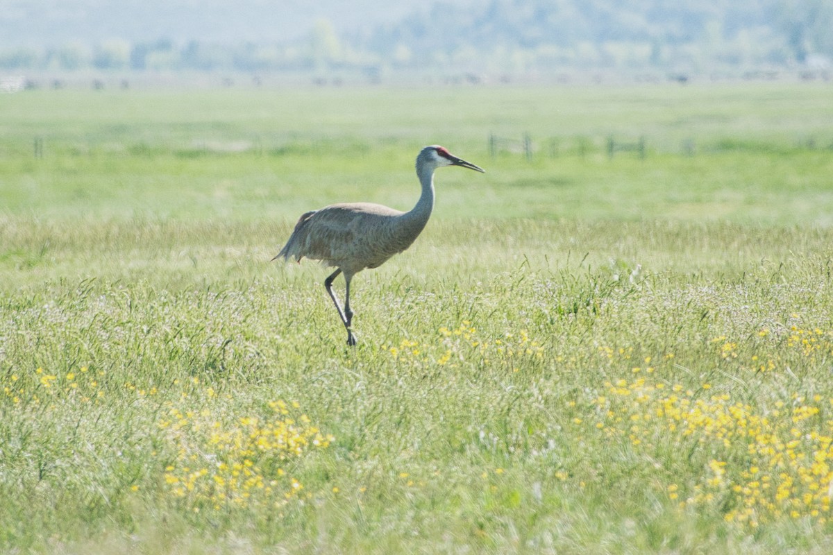 Sandhill Crane - ML571994311