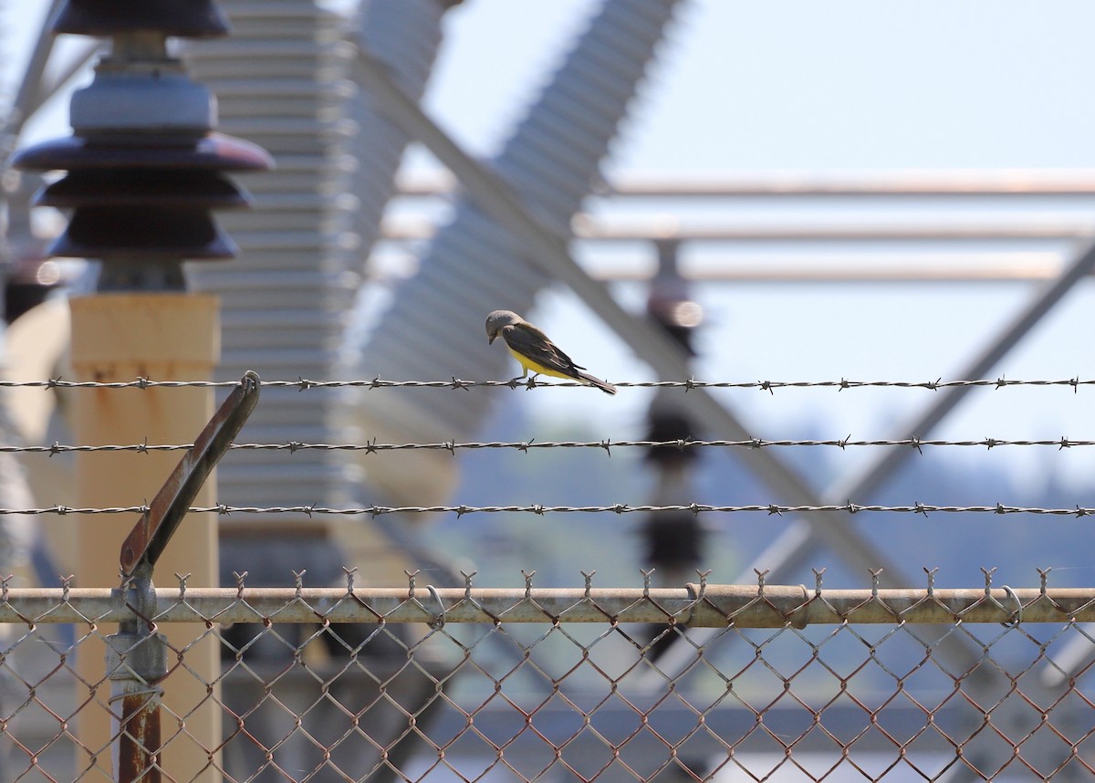 Western Kingbird - ML571995191