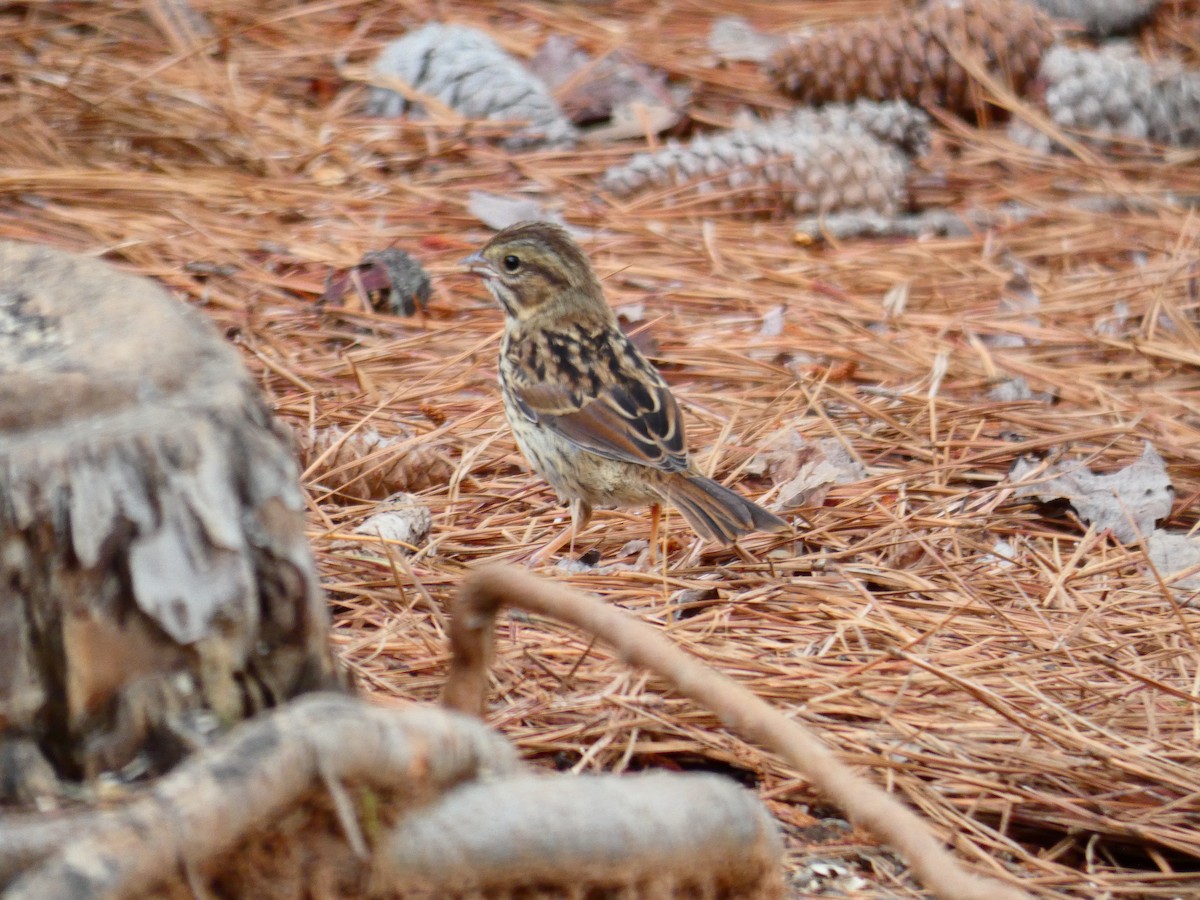 Song Sparrow - ML571995391