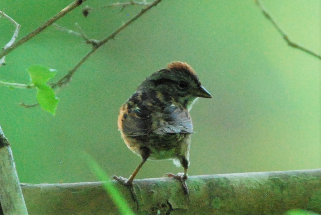 Swamp Sparrow - ML571995851
