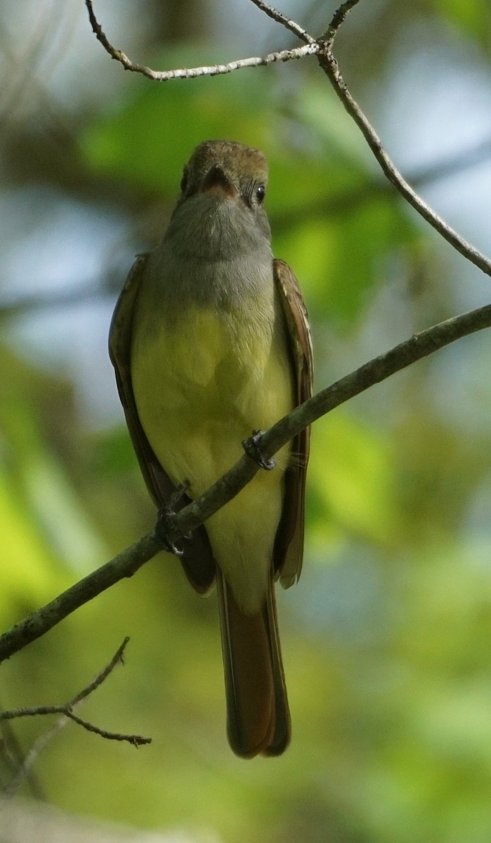 Great Crested Flycatcher - Melody Ragle