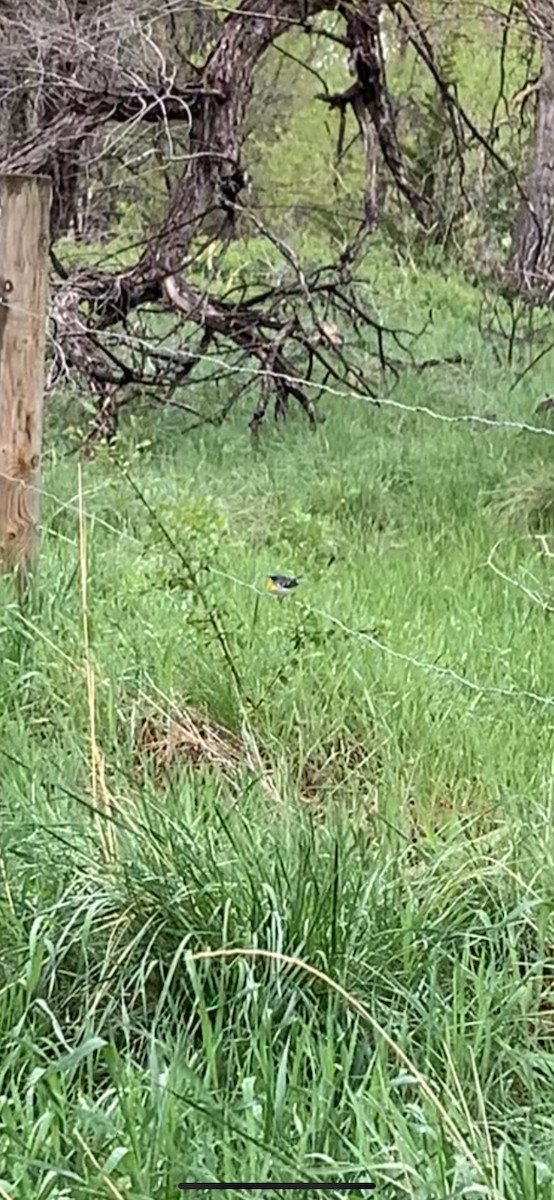 Northern Parula - ML571996391