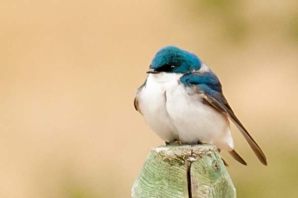 Tree Swallow - K F