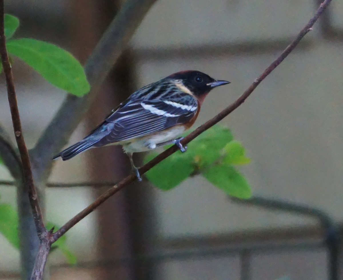 Bay-breasted Warbler - ML571996571
