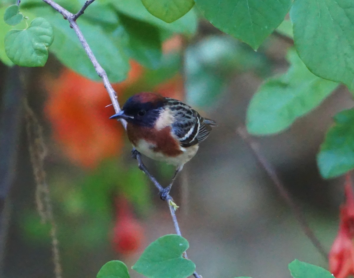 Bay-breasted Warbler - ML571996591