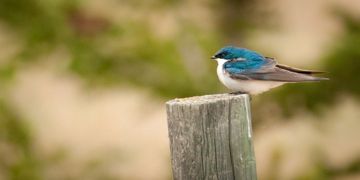 Golondrina Bicolor - ML57199671