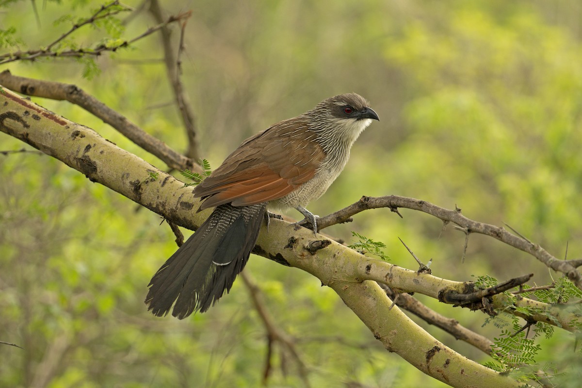 White-browed Coucal (White-browed) - ML571996731