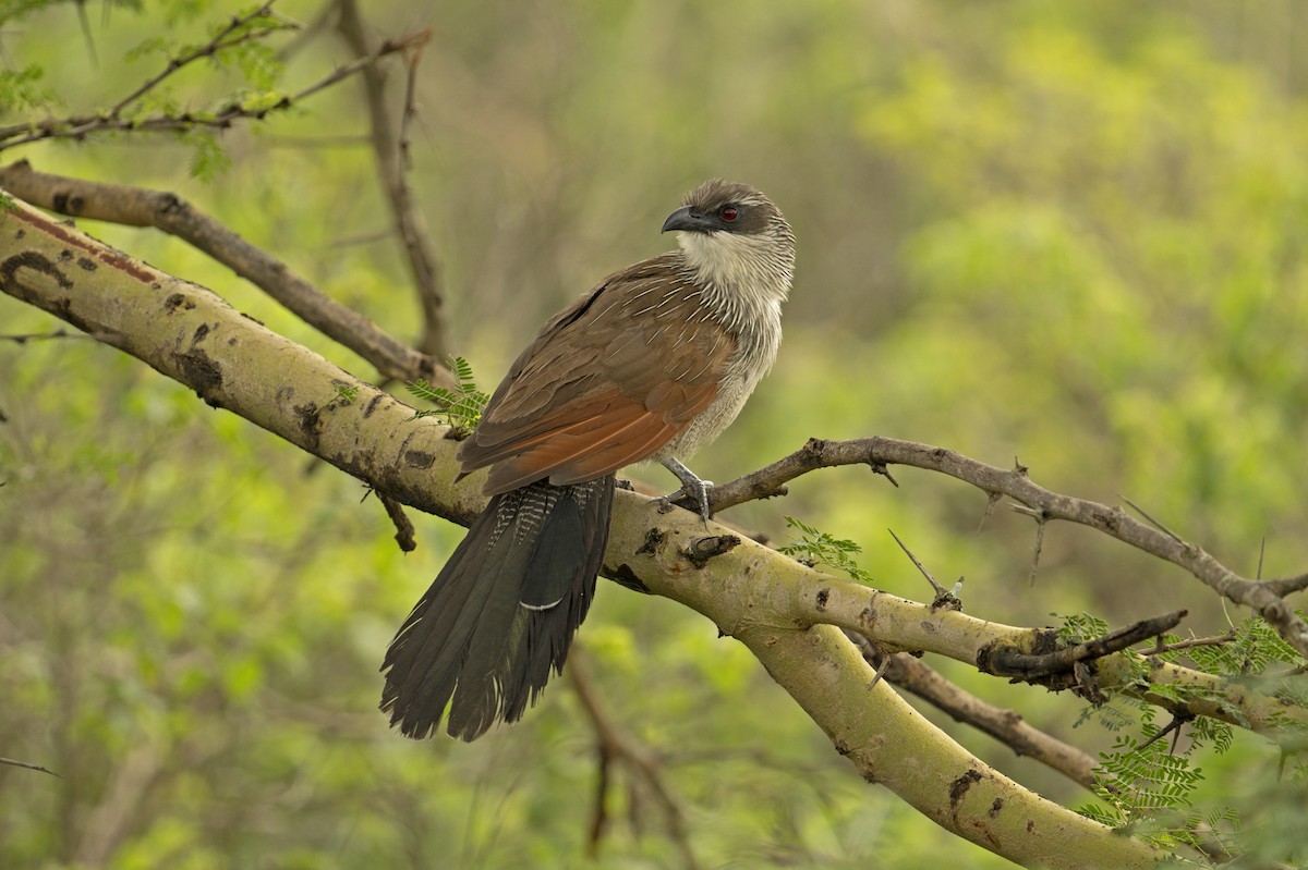 White-browed Coucal (White-browed) - ML571996741