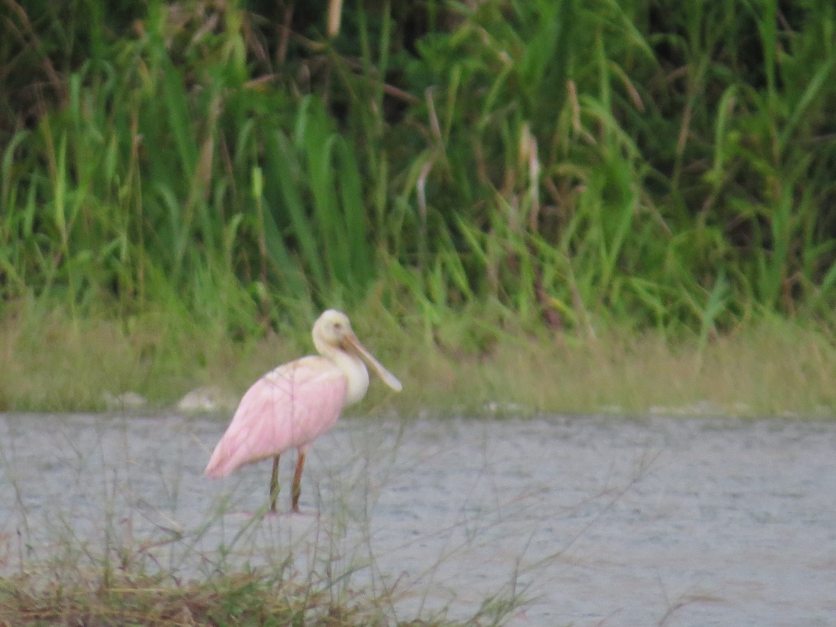 Roseate Spoonbill - Andrea Caceres Franco