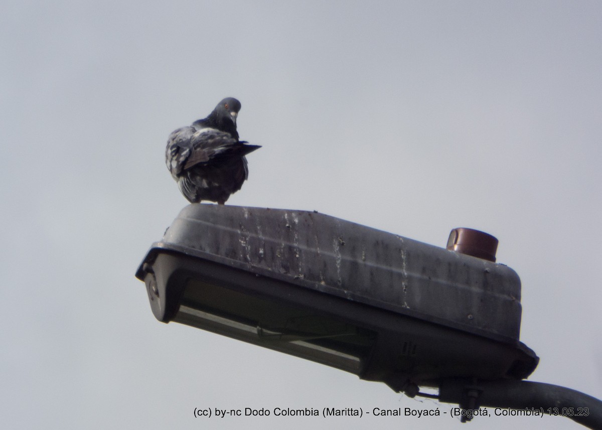 Rock Pigeon (Feral Pigeon) - ML571998461