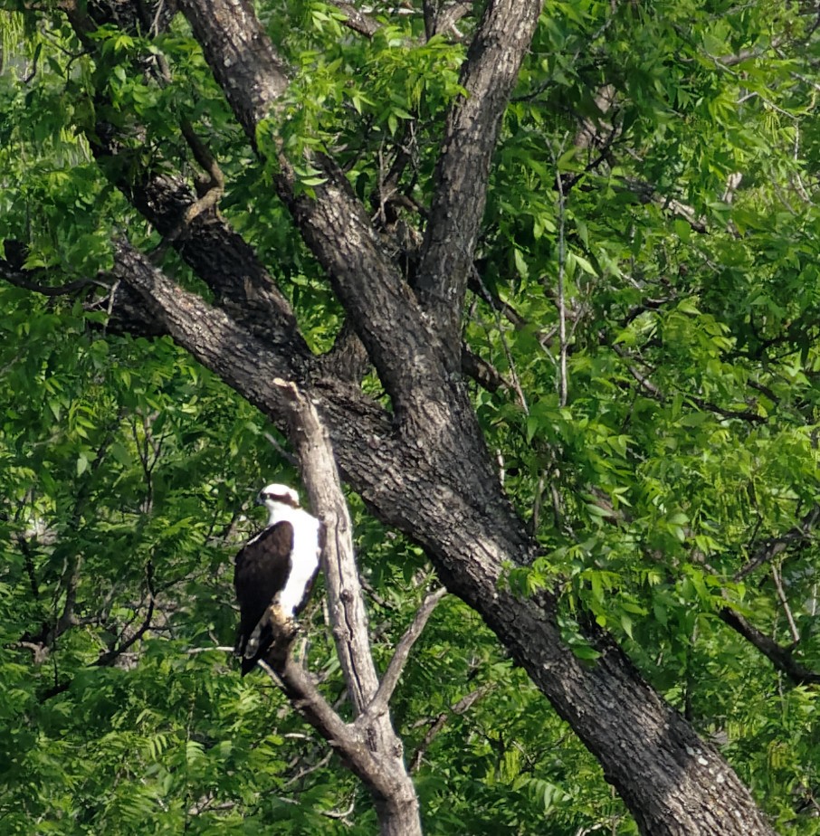 Osprey - ML571999241