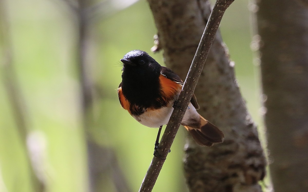 American Redstart - ML571999591