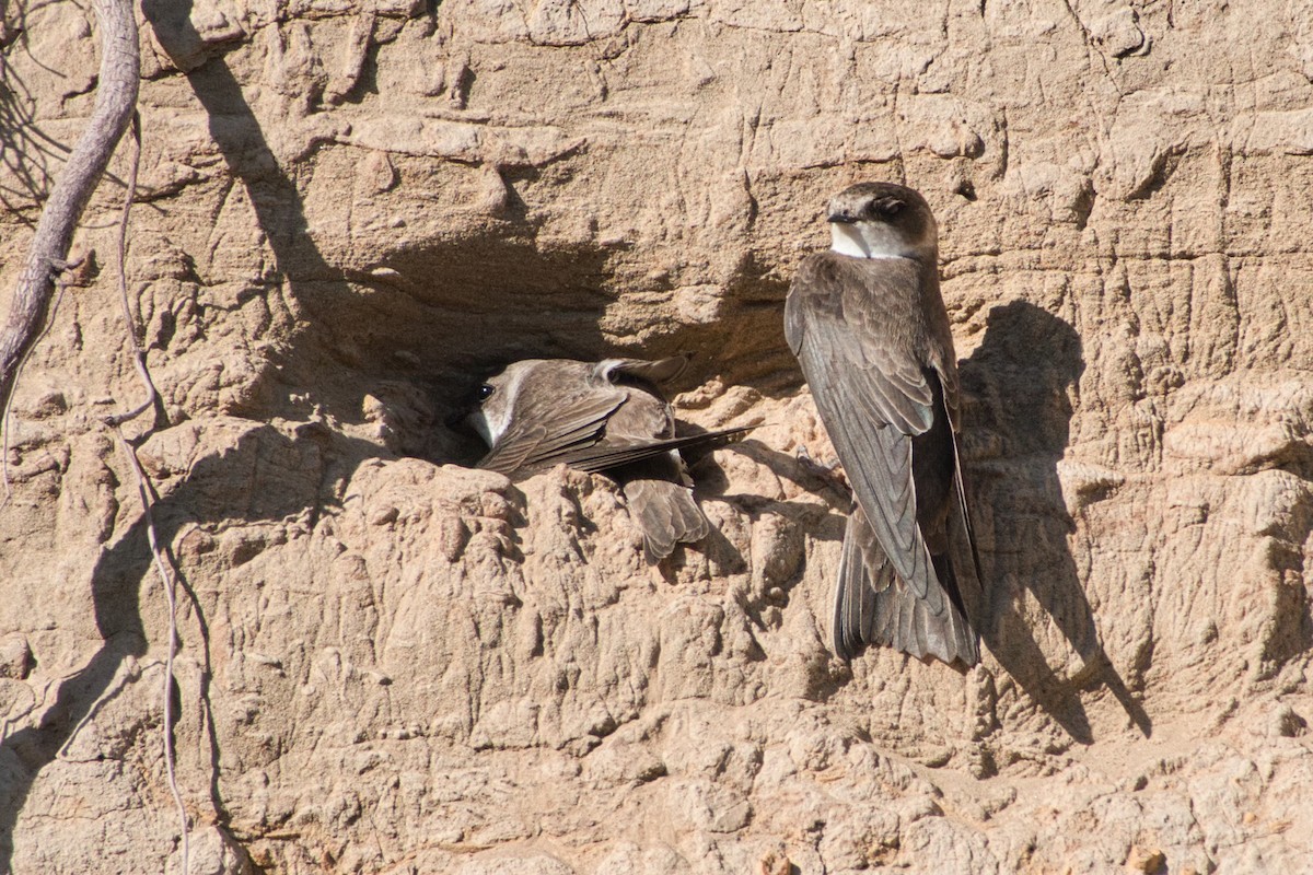 Topino - ML572000981