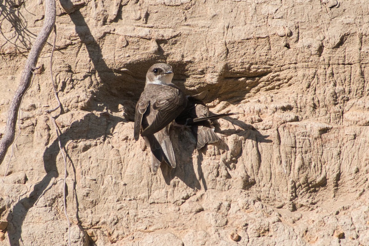 Topino - ML572000991