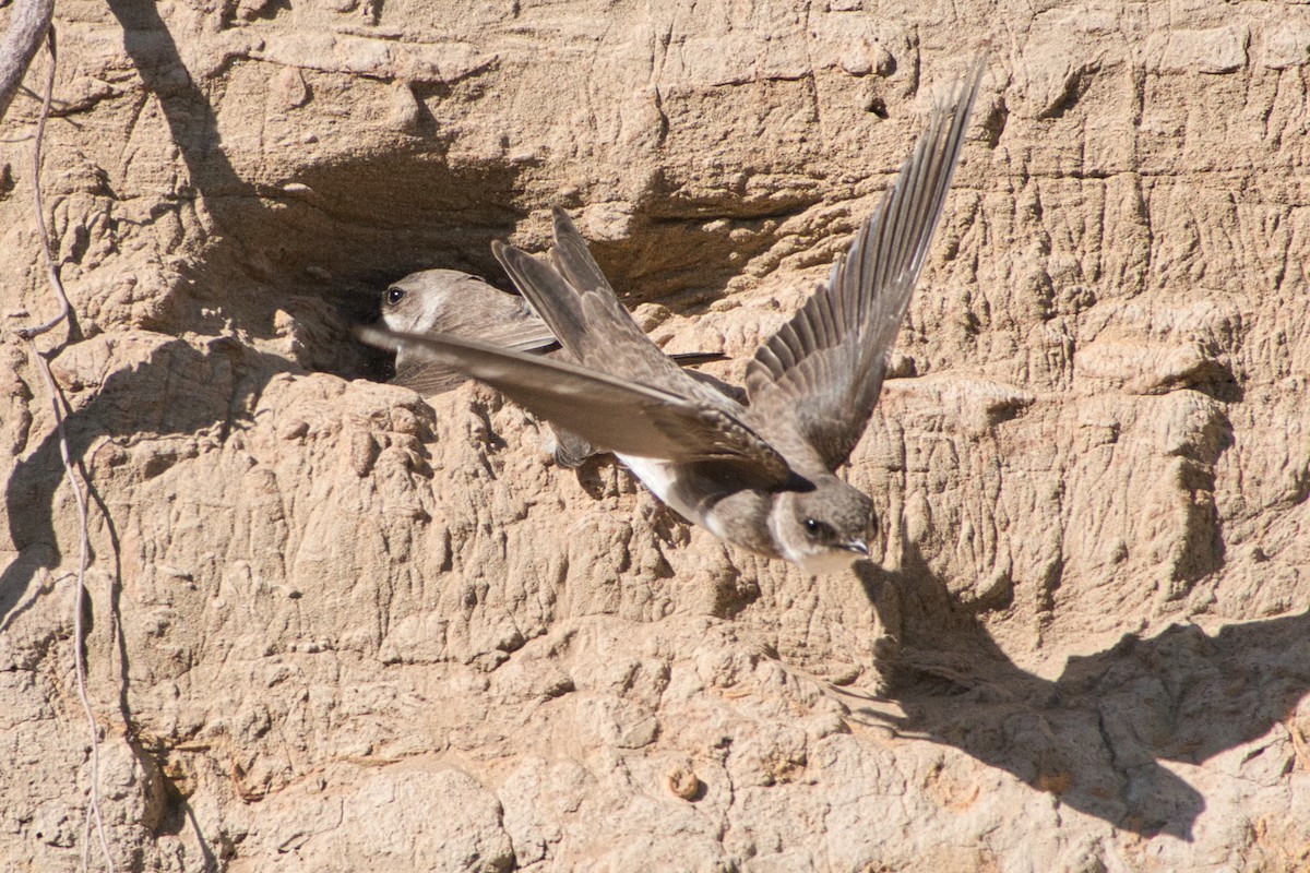 Topino - ML572001001