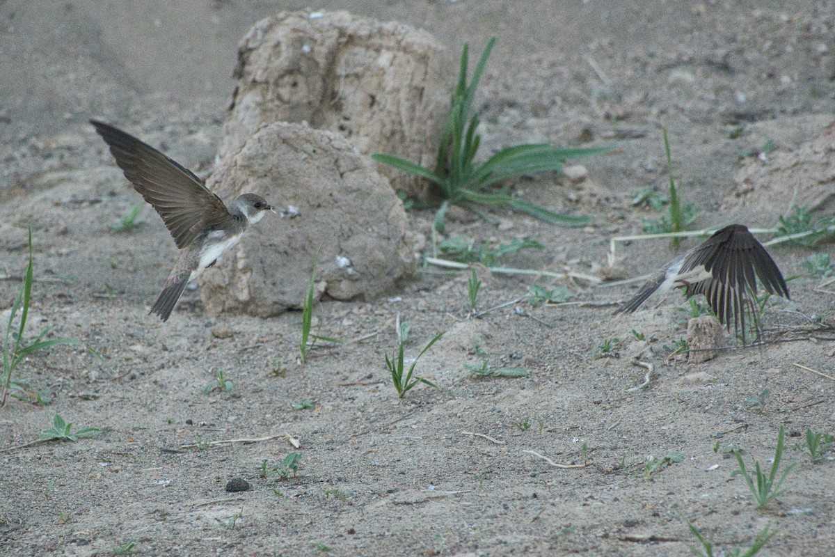 Topino - ML572001271