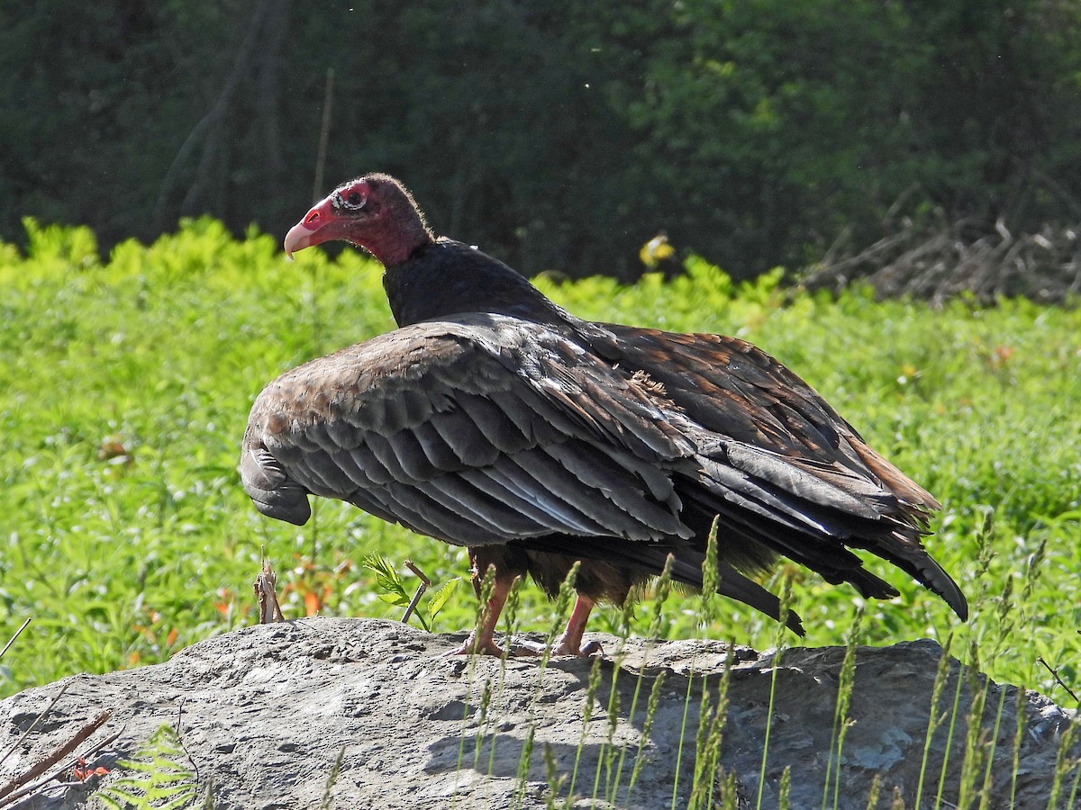 Turkey Vulture - ML572001531