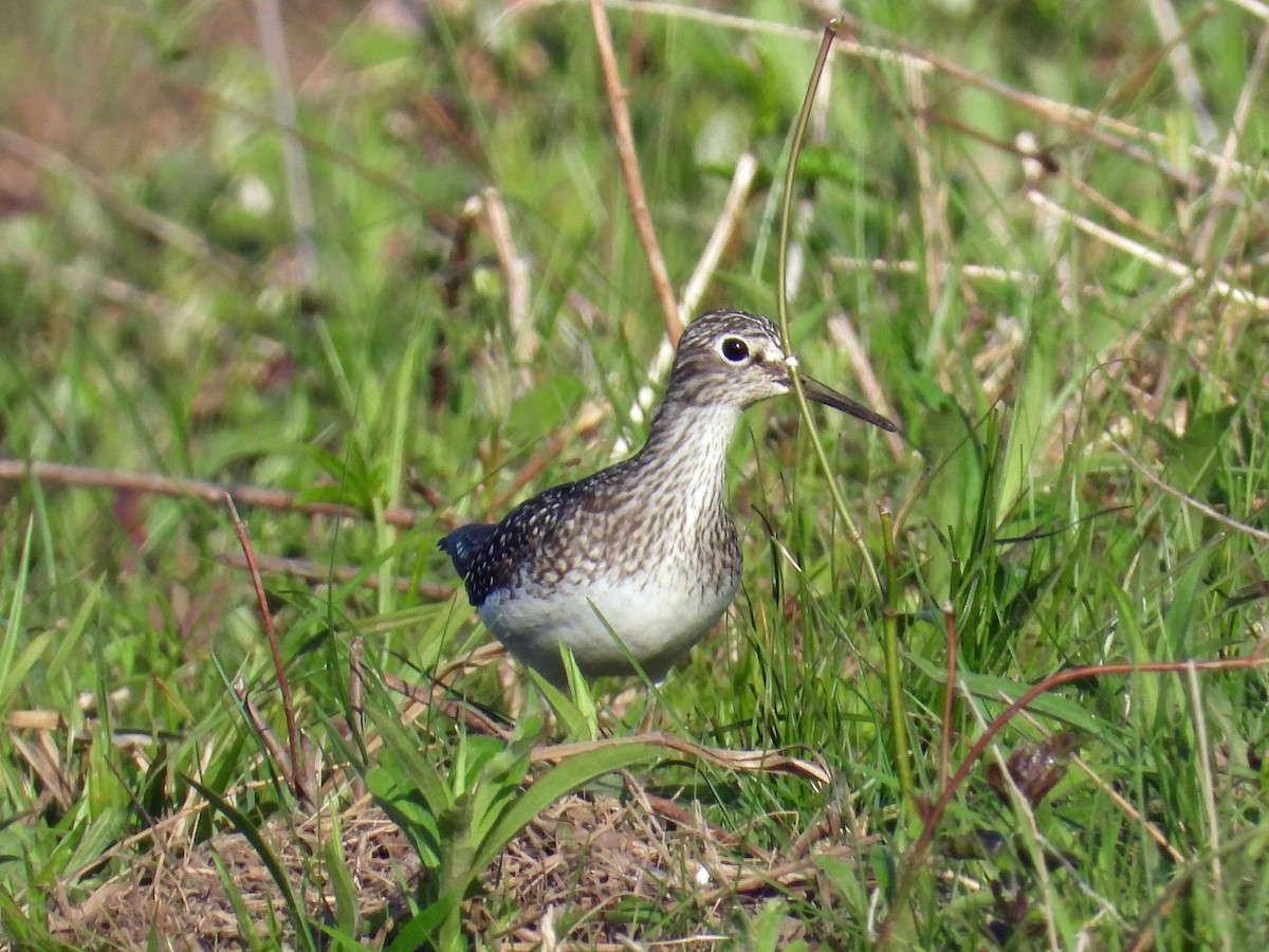 Solitary Sandpiper - ML572001561