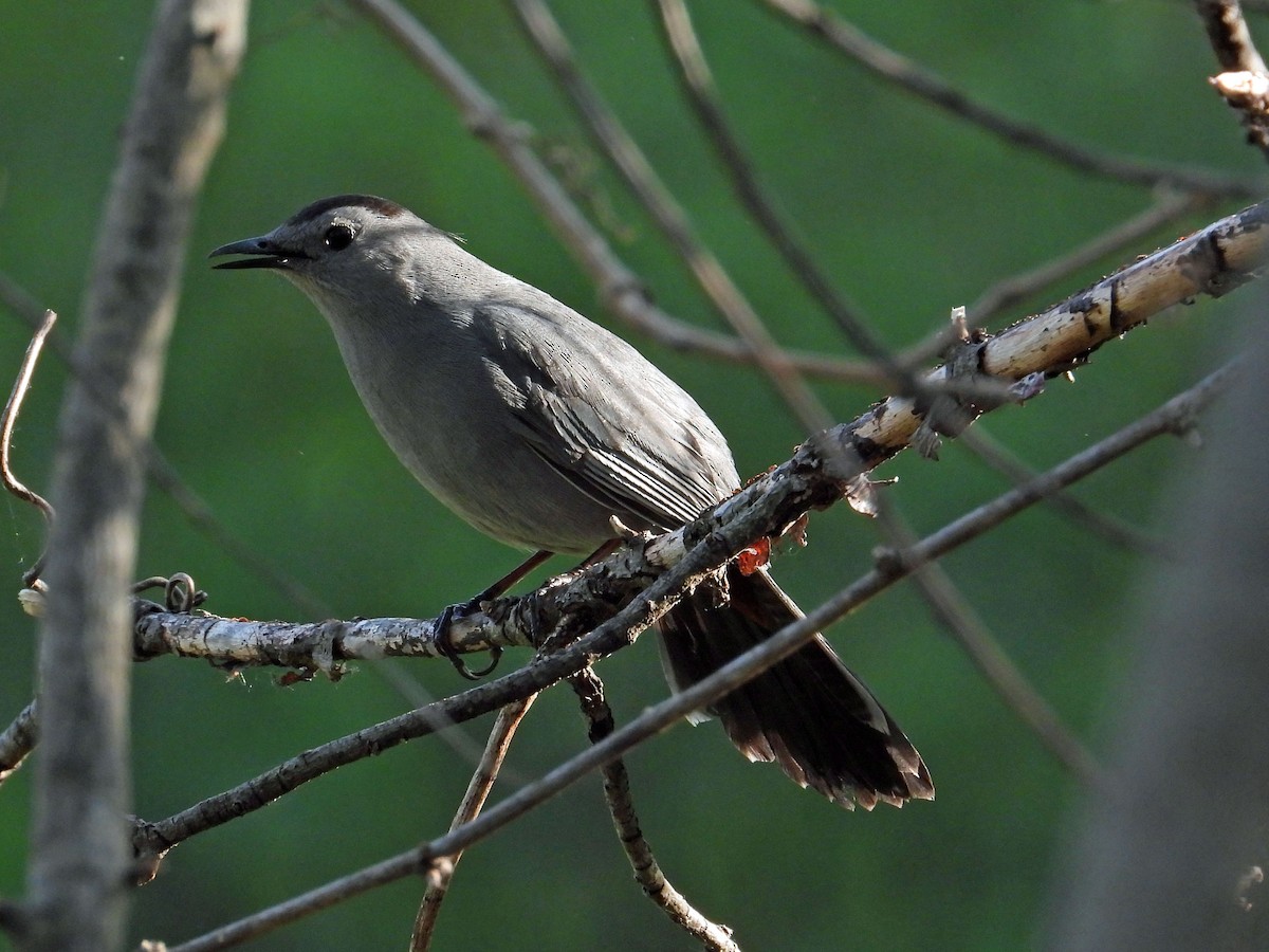 Gray Catbird - ML572001711