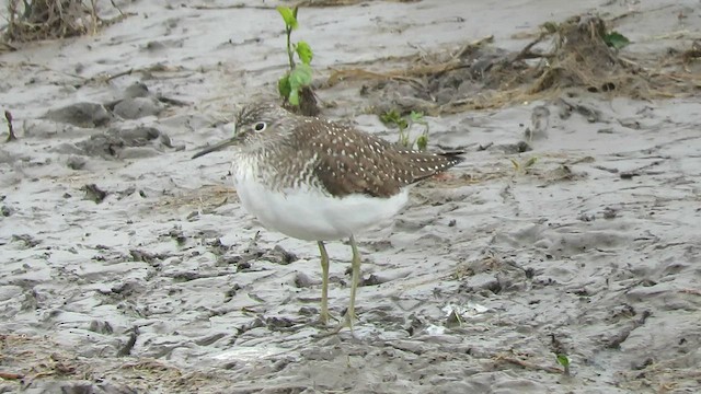 Solitary Sandpiper - ML572002111