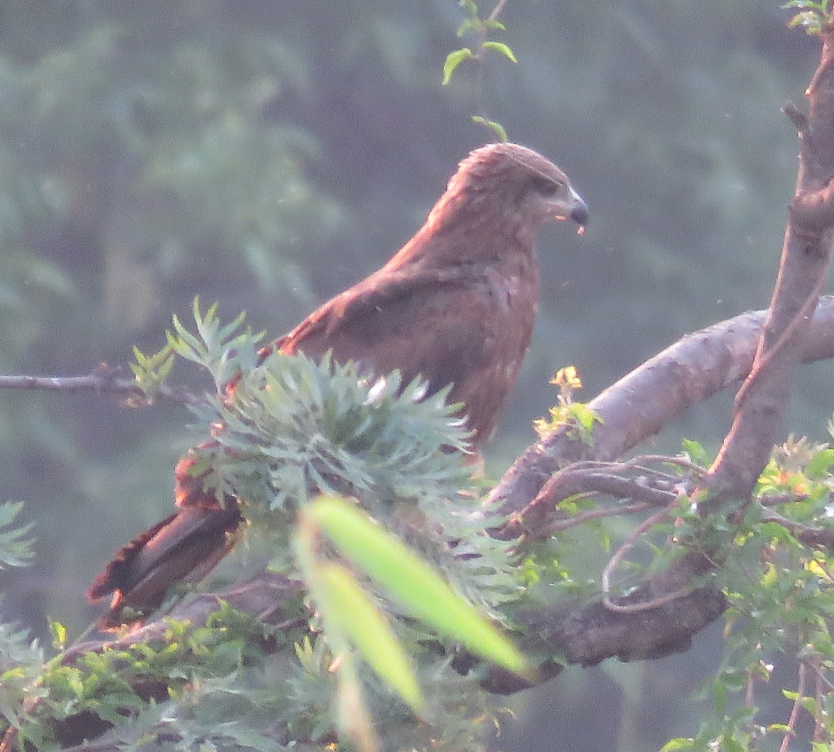 Black Kite - ML572003551