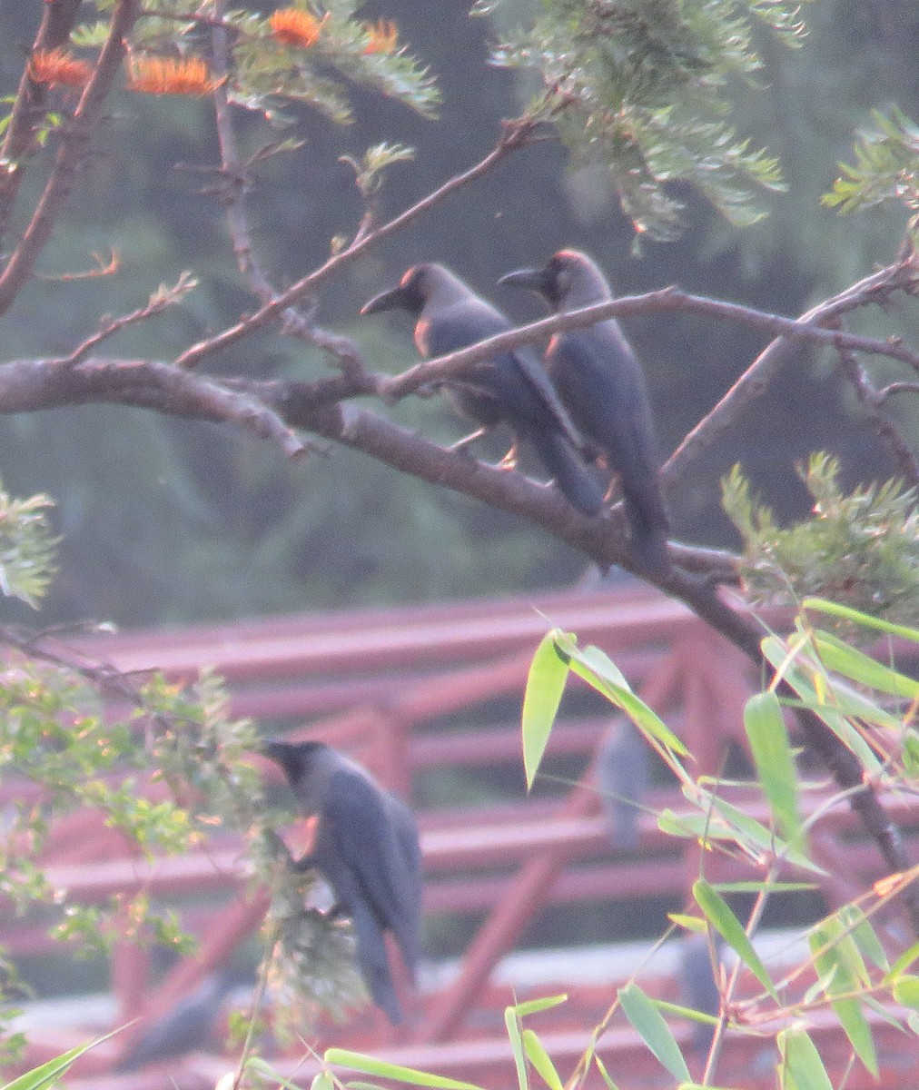 House Crow - ML572003931