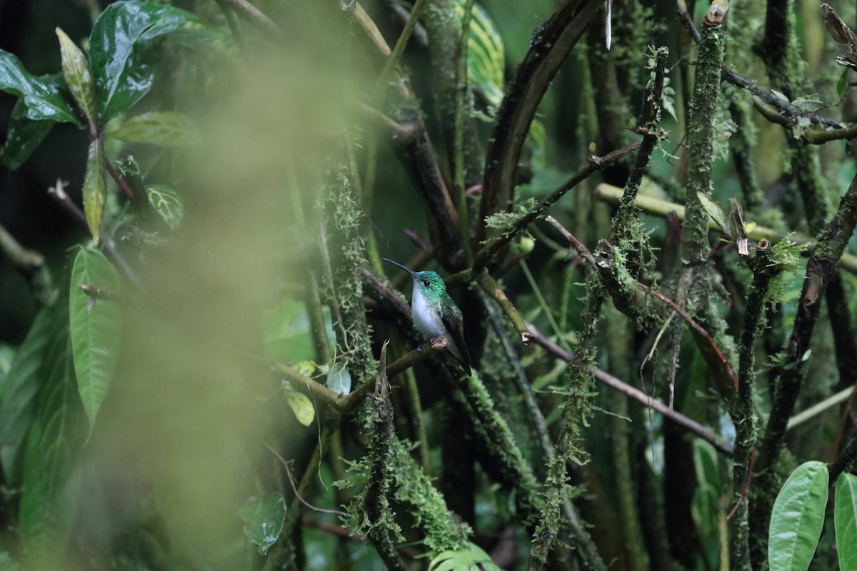 kolibřík andský - ML572004001
