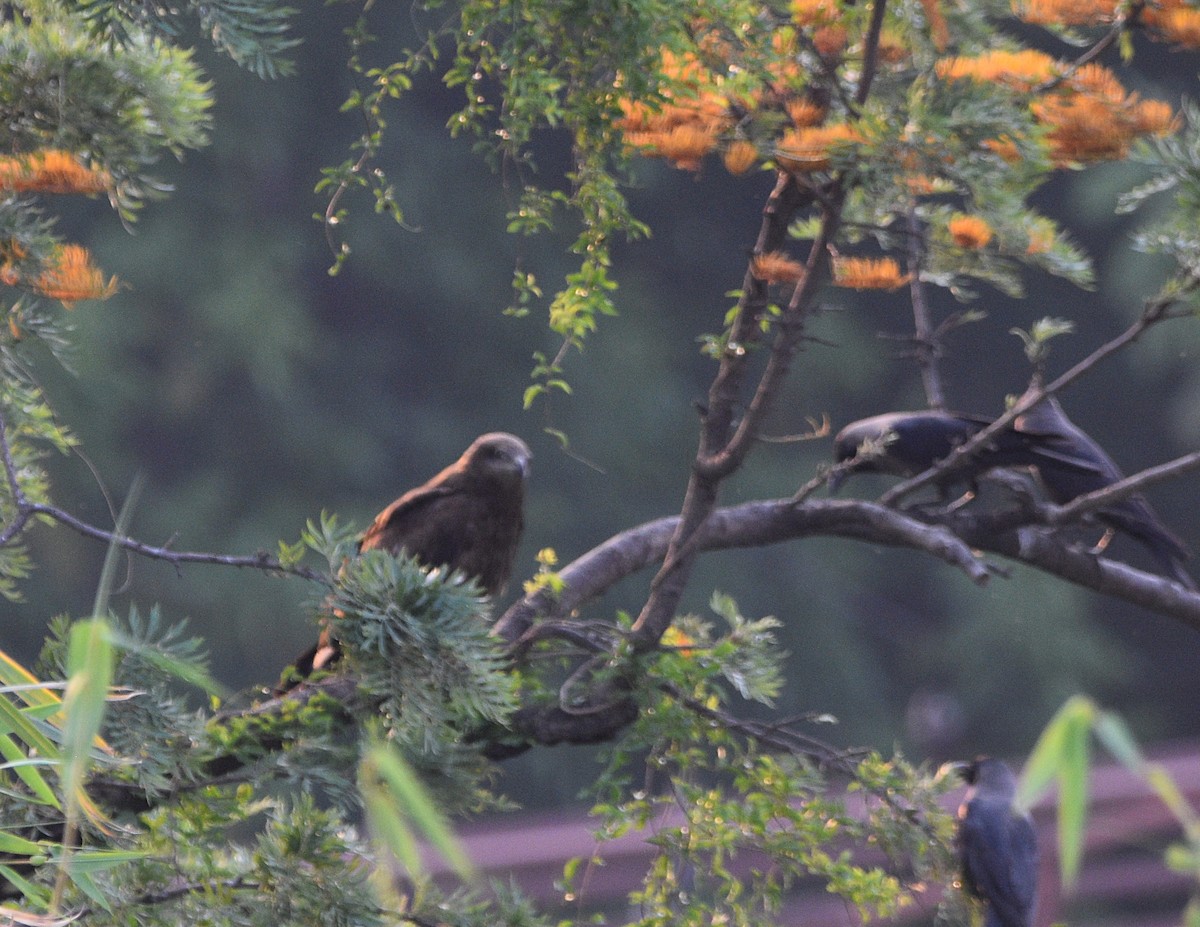 黑鳶 - ML572004601