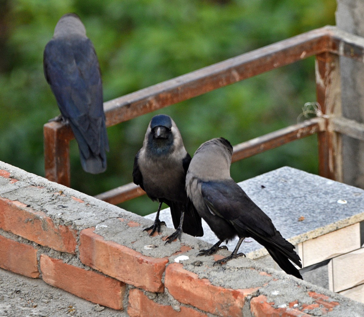 House Crow - ML572004721