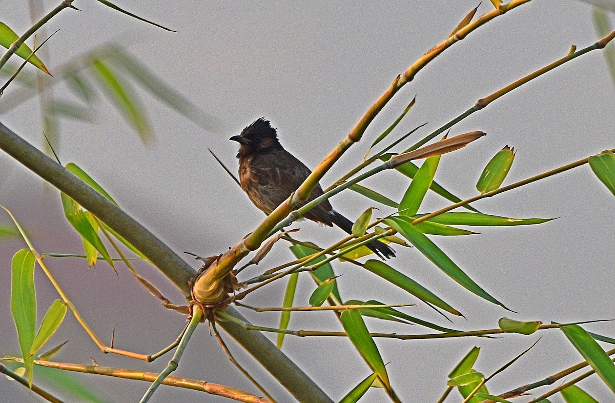 Bulbul à ventre rouge - ML572004981