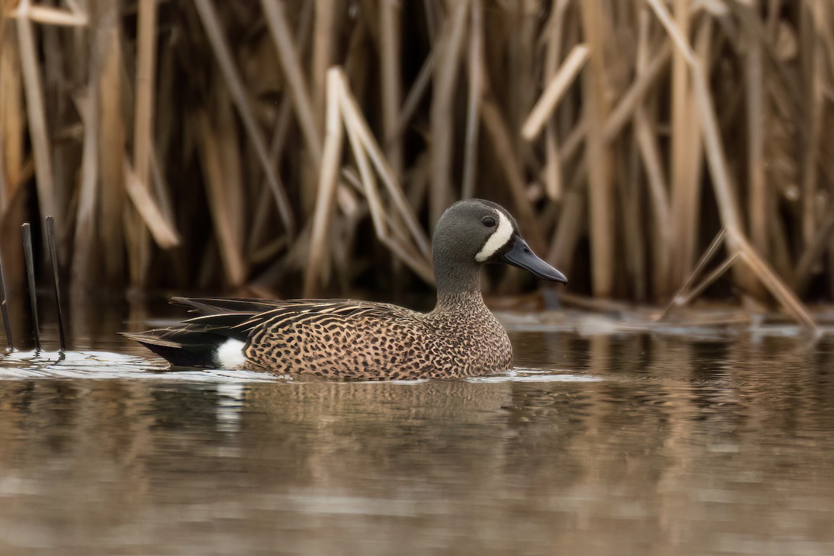 Blue-winged Teal - Steven McGrath