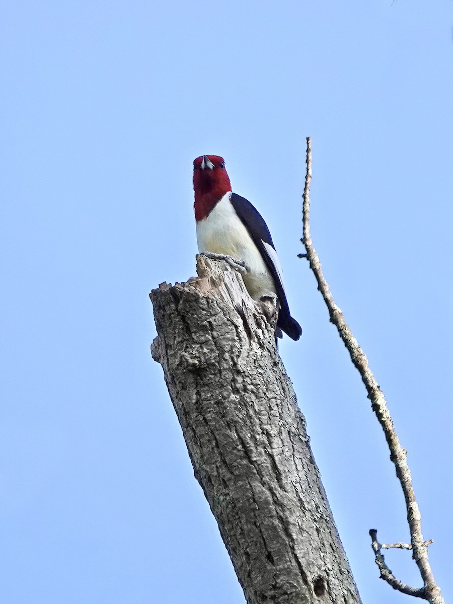 Red-headed Woodpecker - ML572005491