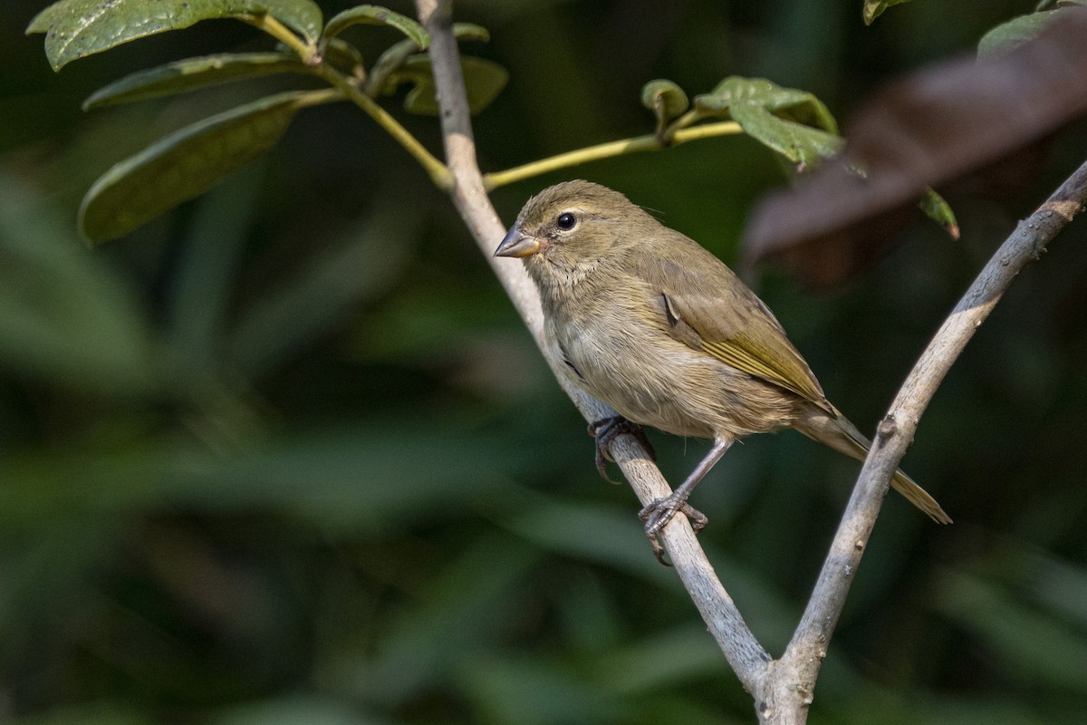 Yellow-faced Grassquit - ML572006191