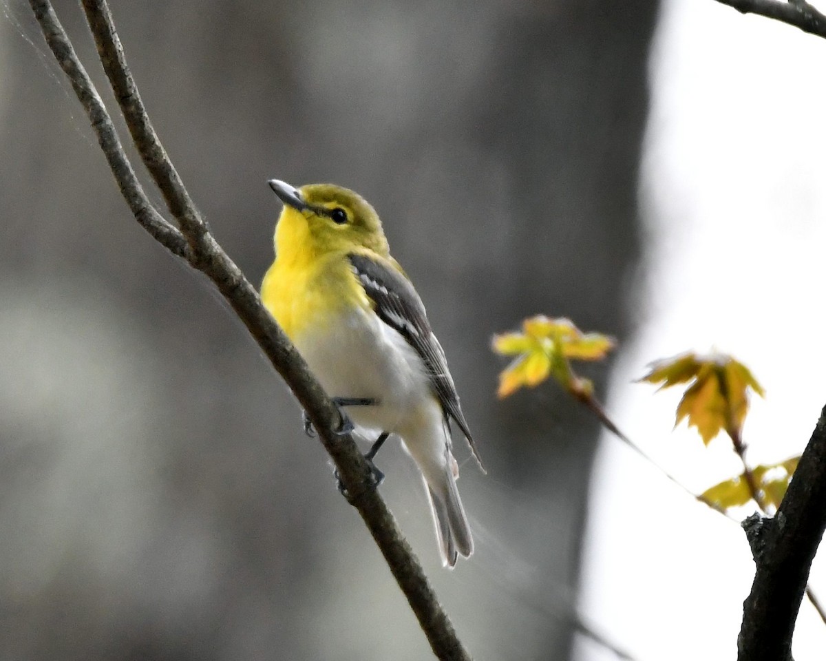 Yellow-throated Vireo - ML57200741