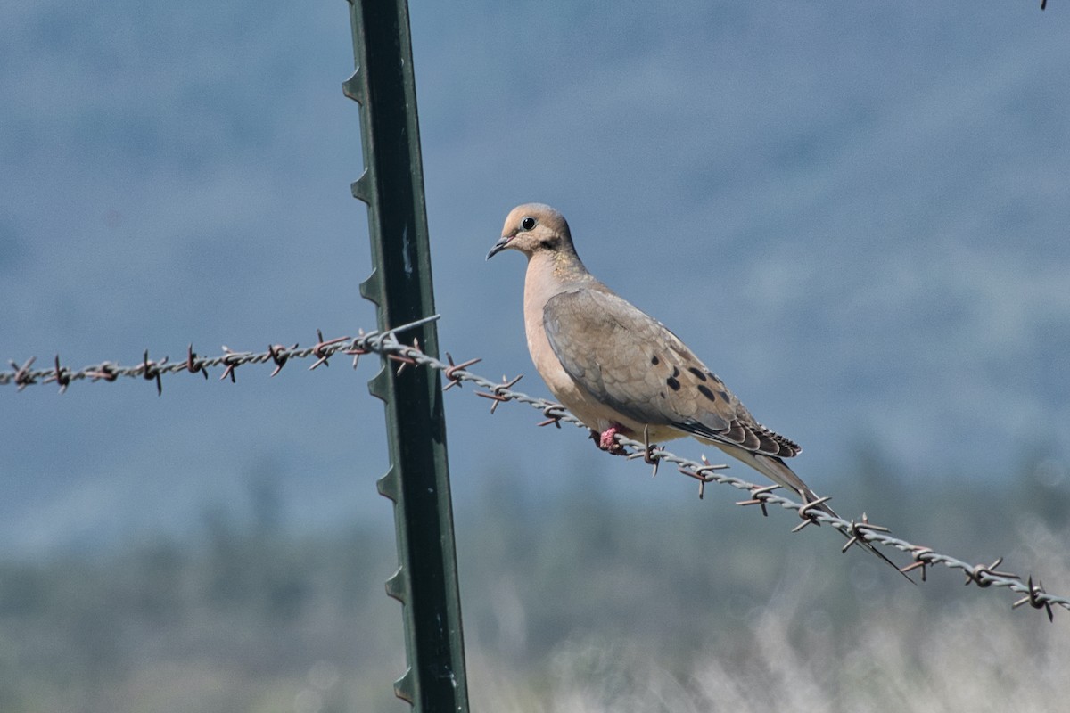 Mourning Dove - ML572009781