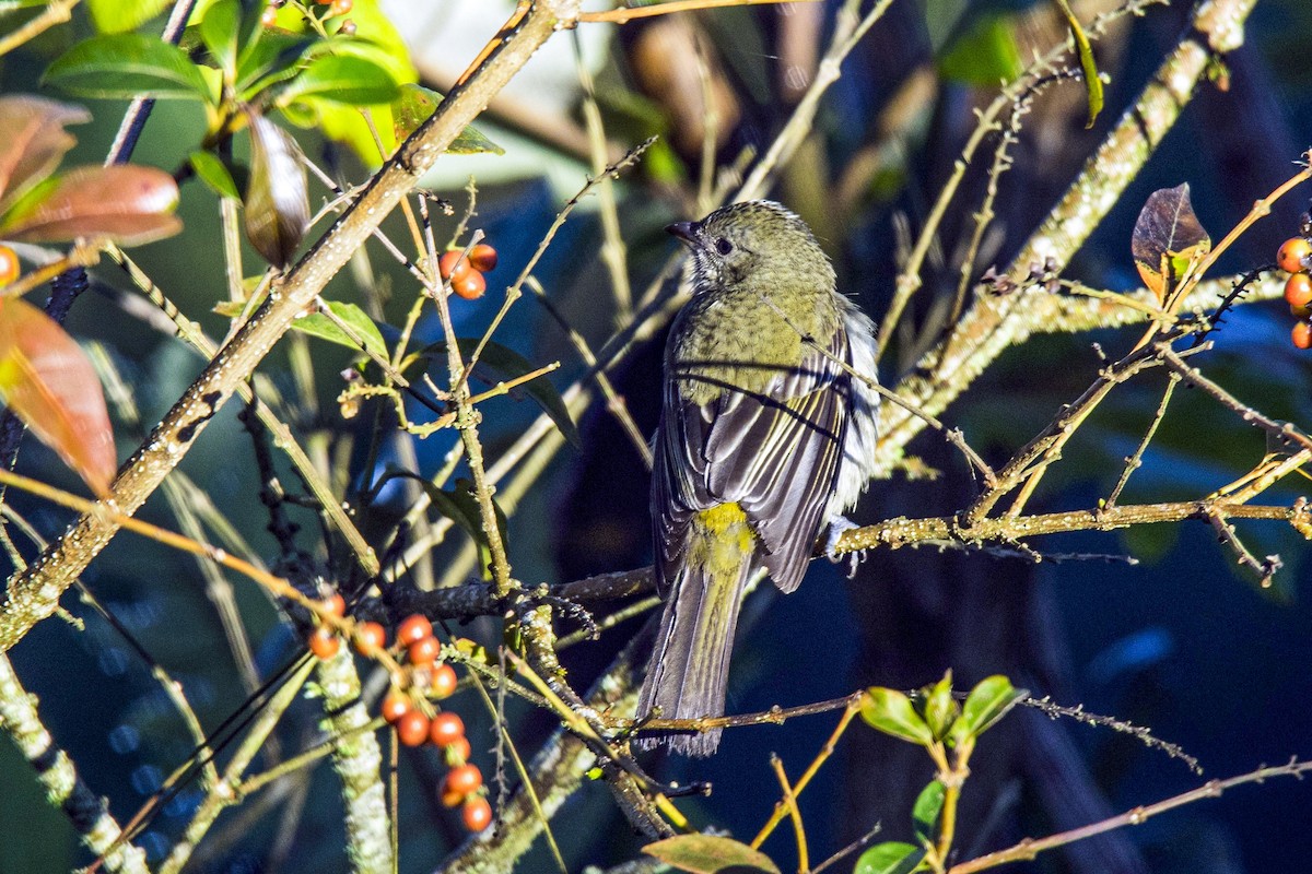 Hispaniolan Spindalis - Rene Durocher