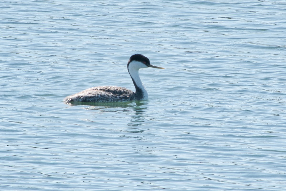 Western Grebe - ML572010071