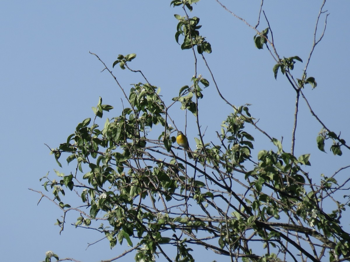 Yellow-breasted Chat - ML572010081