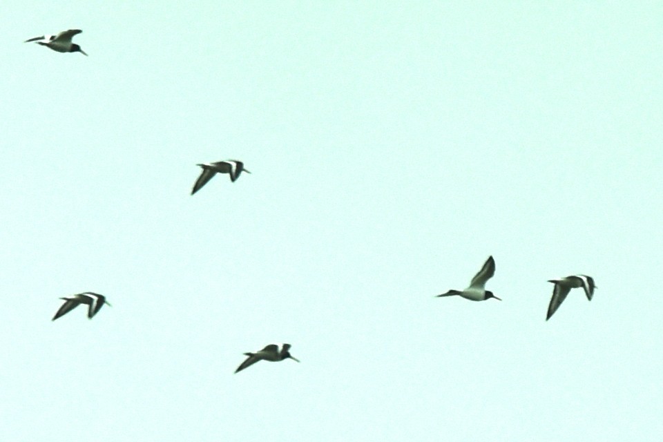 Eurasian Oystercatcher - ML572011311