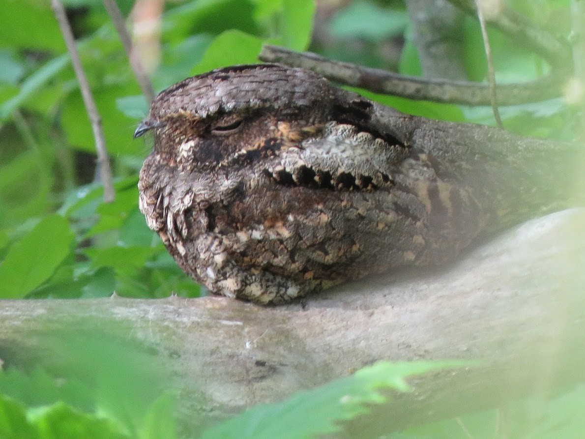 Eastern Whip-poor-will - ML572012581