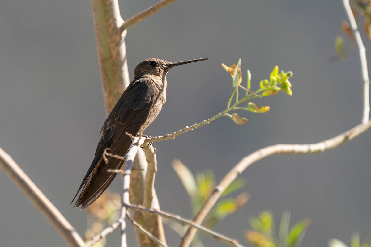 Giant Hummingbird - Rodrigo Herrera