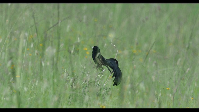 Вайдаг кенійський - ML572015151