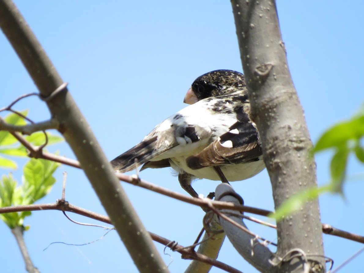 Rose-breasted Grosbeak - ML572015651