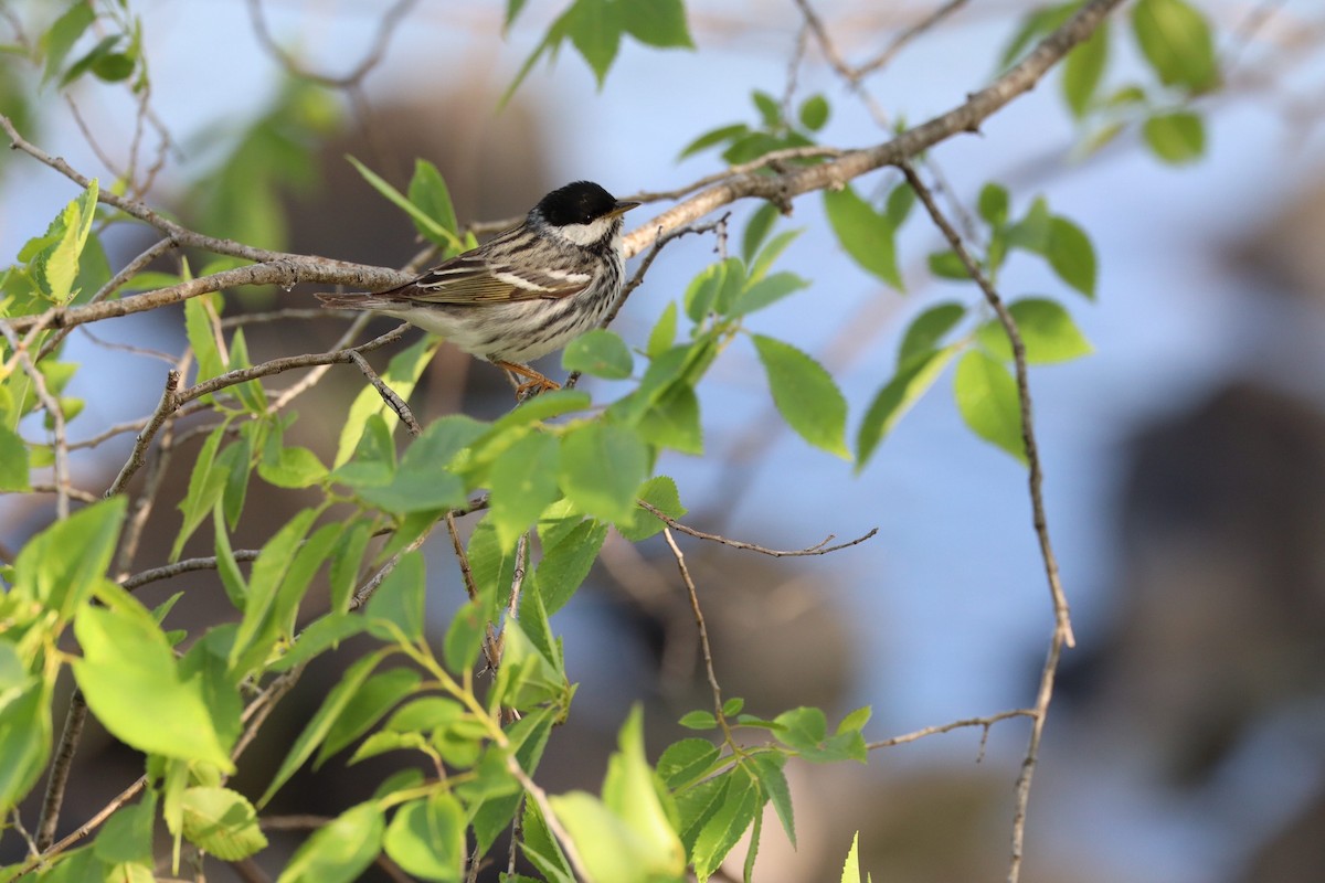 Blackpoll Warbler - Evan Slocum